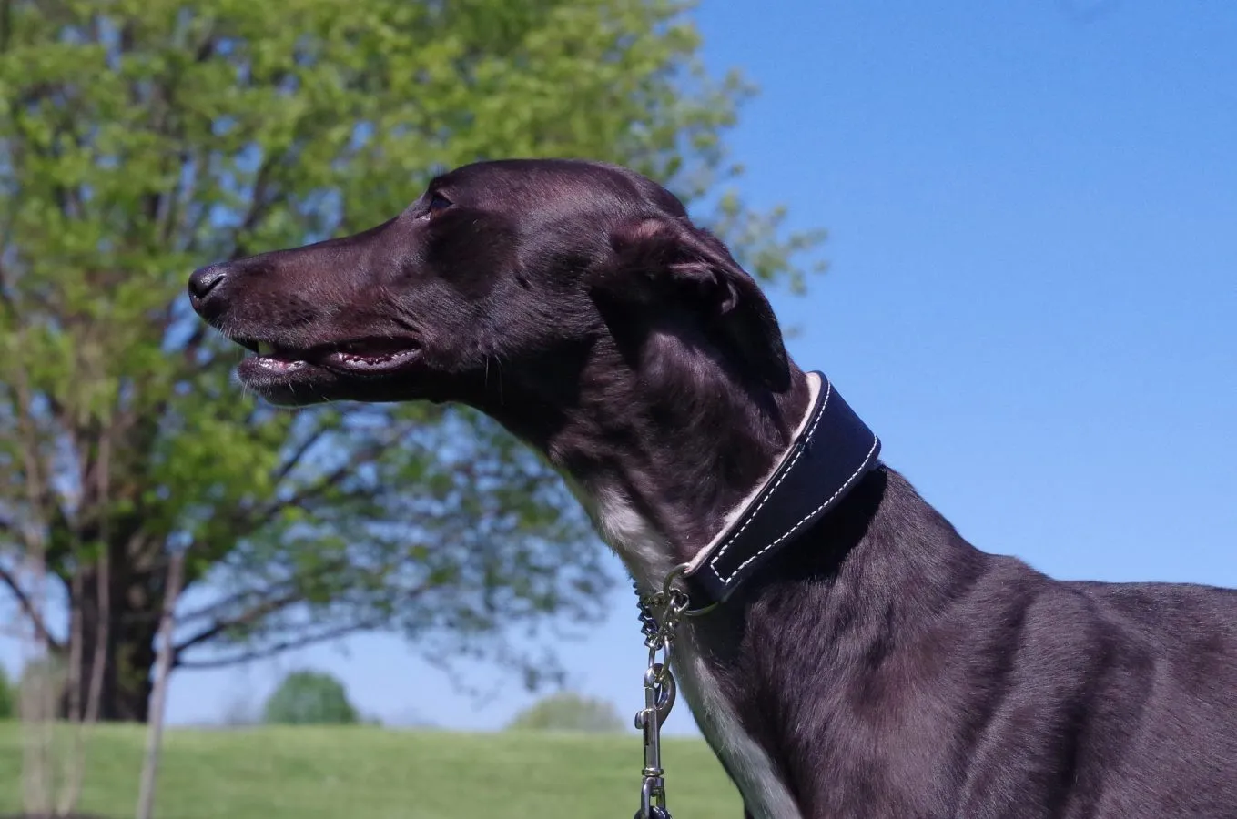 Dog Collar - Training Collar - Martingale Collar - Shearling Lining - 4 Color Options